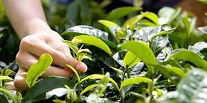 天然原料中国展